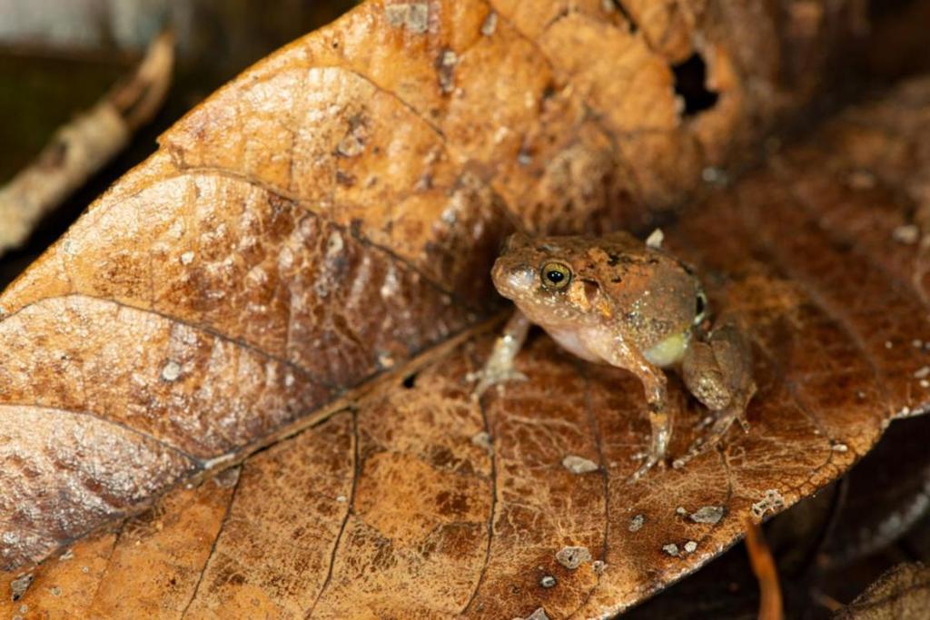 image for Encuentran una nueva especie de rana diamante en Madagascar