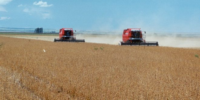 Carros em um campo