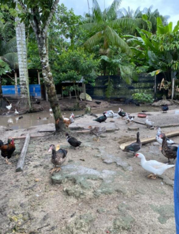ICA atendió notificación por mortalidad de aves en Amazonas image for ICA atendió notificación por mortalidad de aves en Amazonas