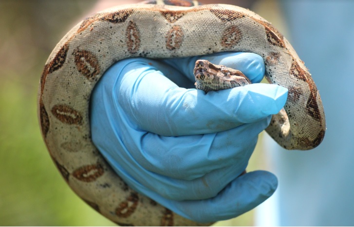 Animales silvestres en el Meta son liberados Serpiente en la mano de una persona