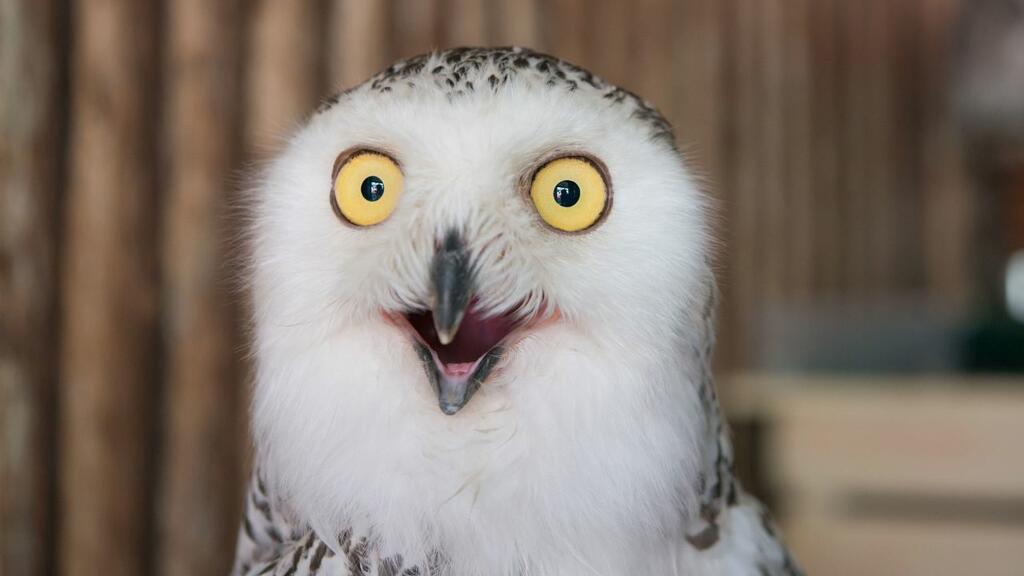 Owl photos are flooding the internet ahead of the Super Bowl image for Owl photos are flooding the internet ahead of the Super Bowl