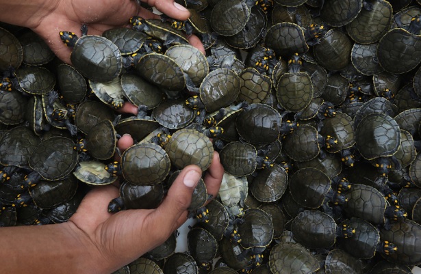 Mais de 4 mil filhotes