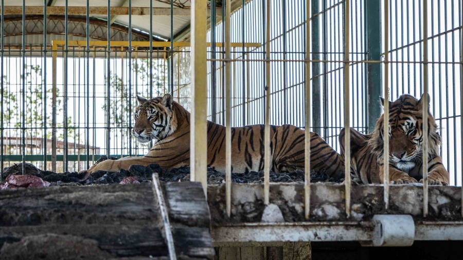 image for Cuatro tigres son rescatados después de ser abandonados por un circo