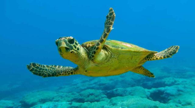 Científicos hallaron unas 800 partículas sinteticas en 102 tortugas Tortuga nadando en el fondo del mar