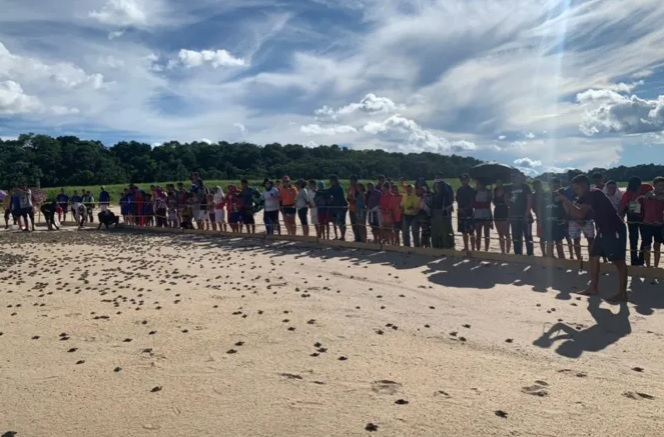 image for Mais de 270 mil filhotes de tartarugas são devolvidos à natureza no AM
