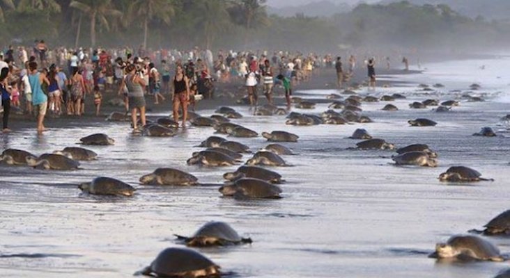 Turismo no permite que las tortugas aniden / Costa Rica image for Turismo no permite que las tortugas aniden / Costa Rica