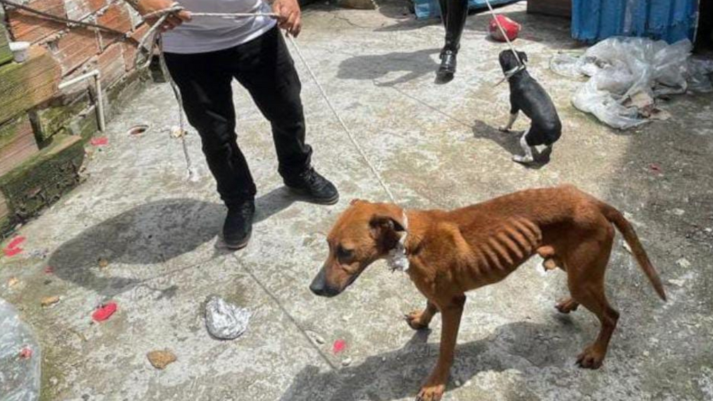 image for Deshidratados y entre desechos Tres caninos permanecían en un balcón 