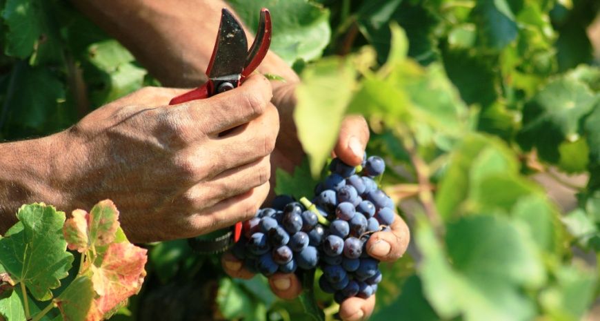 Culminado campaña de uvas de la Región image for Culminado campaña de uvas de la Región