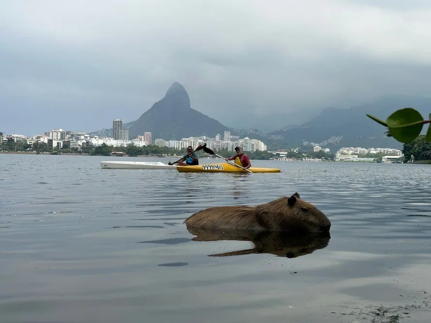 Polícia procura quem apedrejou a capivara image for Polícia procura quem apedrejou a capivara