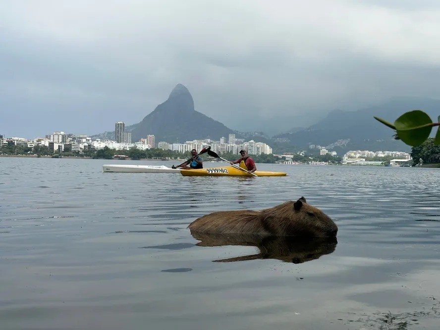 image for Polícia procura quem apedrejou a capivara