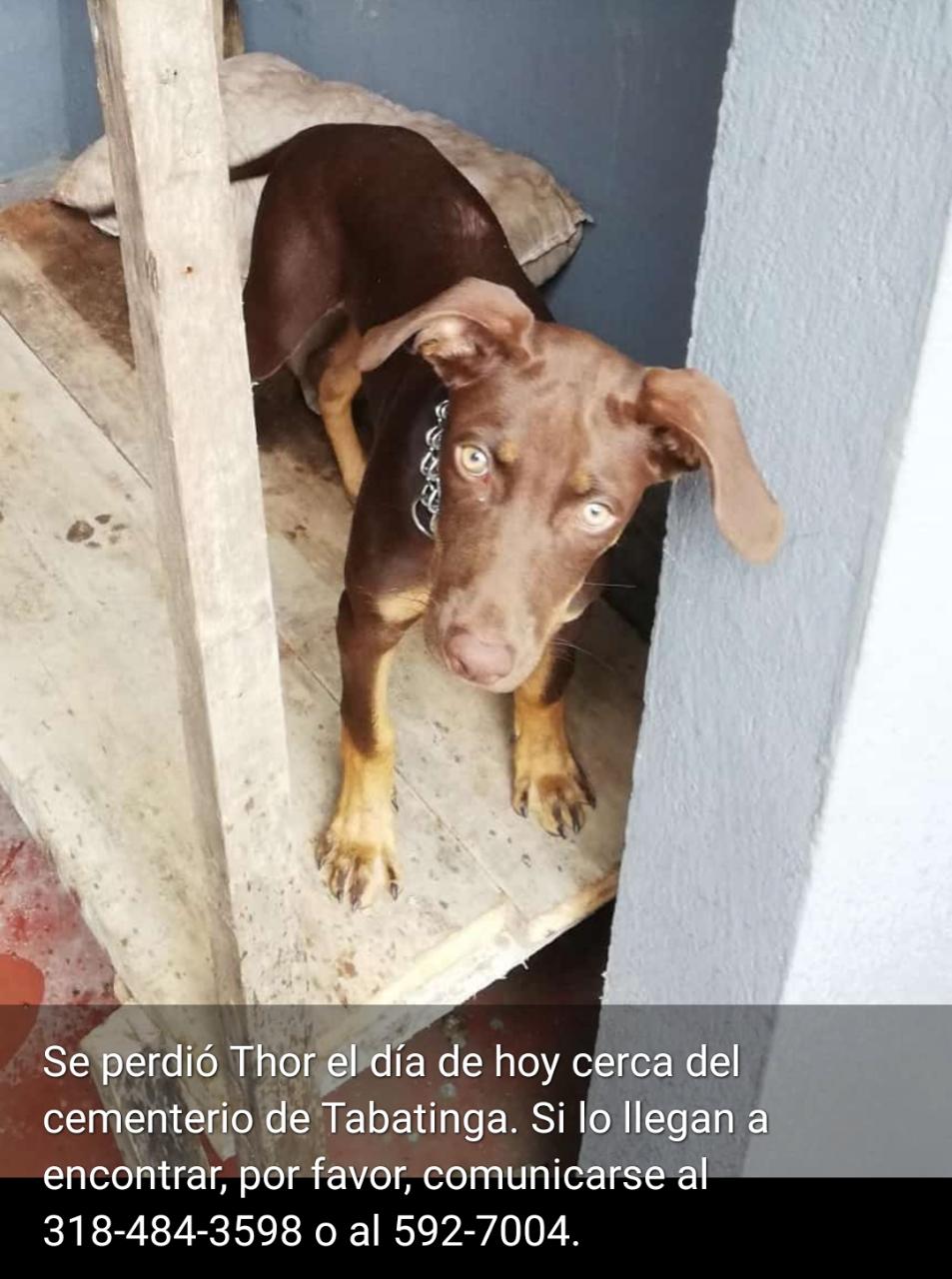 Perro cafe debajo de una mesa