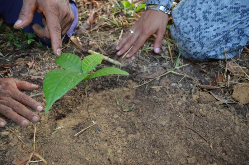 Con reforestación FAC celebra el Día Mundial del medio ambiente en el Amazonas