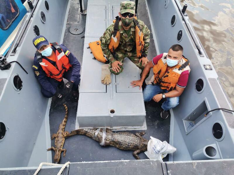 ARMADA DE COLOMBIA Y EJÉRCITO NACIONAL LIBERAN A DOS CAIMANES BLANCOS   EN EL AMAZONAS