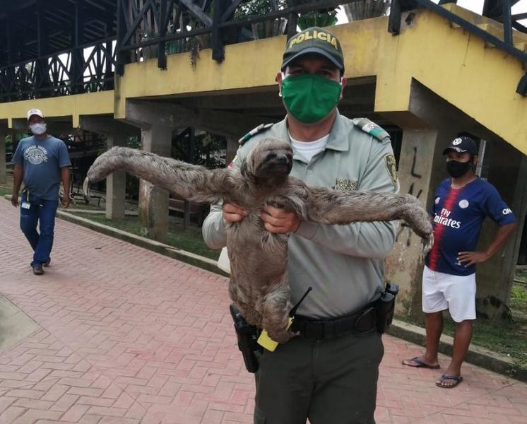 POLICÍA EN PUERTO NARIÑO DEVOLVIÓ A LA SELVA UN OSO PEREZOSO EXTRAVIADO CERCA A LA POBLACIÓN POLICÍA EN PUERTO NARIÑO DEVOLVIÓ A LA SELVA UN OSO PEREZOSO EXTRAVIADO CERCA A LA POBLACIÓN
