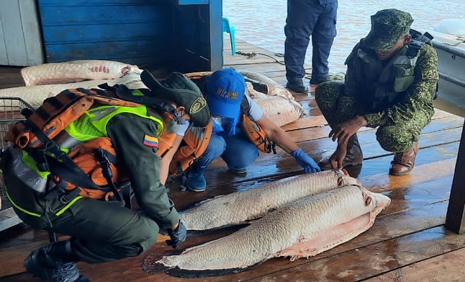 POLICÍA INTENSIFICA OPERATIVOS CONTRA DELITOS AMBIENTALES EN EL AMAZONAS