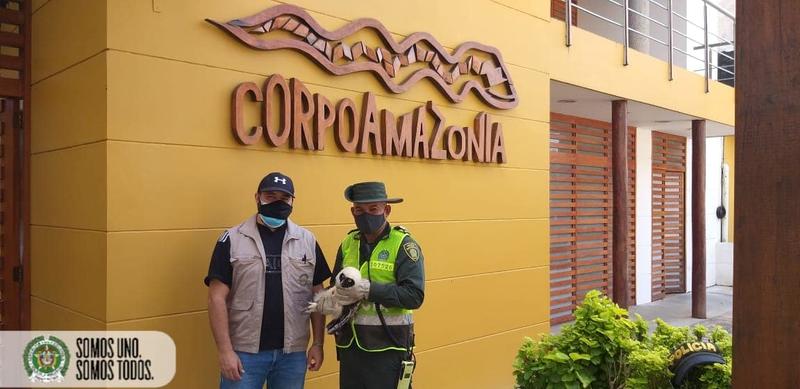 EL GRUPO DE PROTECCIÓN AMBIENTAL Y ECOLÓGICA DEAMA EL GRUPO DE PROTECCIÓN AMBIENTAL Y ECOLÓGICA DEAMA