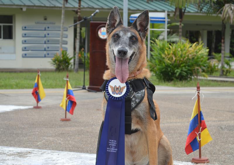 Tras once años de servicio a la Nación, canino antiexplosivo fue despedida con honores por su Fuerza Aérea