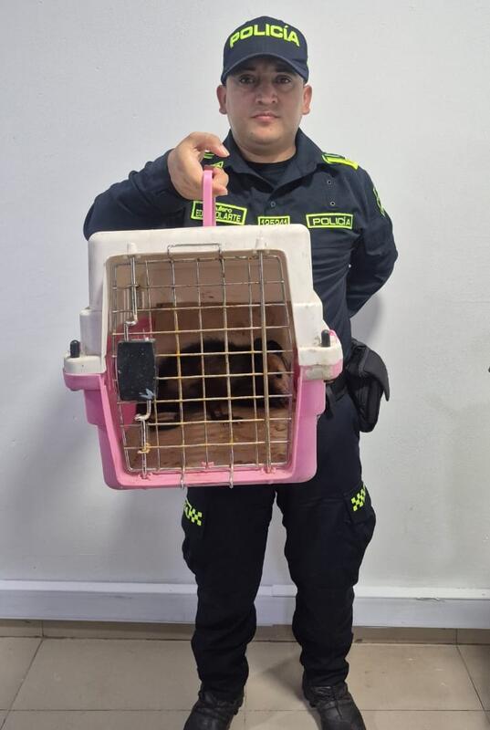 Recuperación de fauna silvestre en Leticia gracias a la oportuna colaboración ciudadana