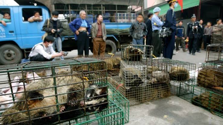 Vietnam prohibió importación y el comercio de animales salvajes Vietnam prohibió importación y el comercio de animales salvajes