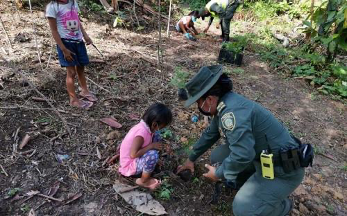 POLICÍA AMBIENTAL Y ECOLÓGICA REALIZA SIEMBRA DE ÁRBOLES EN COMUNIDAD INDÍGENA DEL KILÓMETRO 6 POLICÍA AMBIENTAL Y ECOLÓGICA REALIZA SIEMBRA DE ÁRBOLES EN COMUNIDAD INDÍGENA DEL KILÓMETRO 6