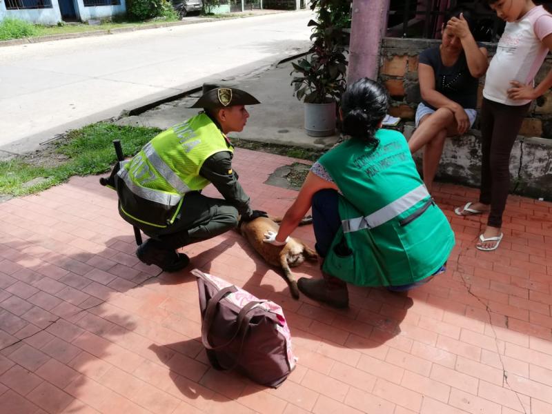 POLICÍA JUNTO A LA SECRETARIA DEL MEDIO AMBIENTE MUNICIPAL REALIZA ACTIVIDADES DE CONTROL AL MALTRATO ANIMAL