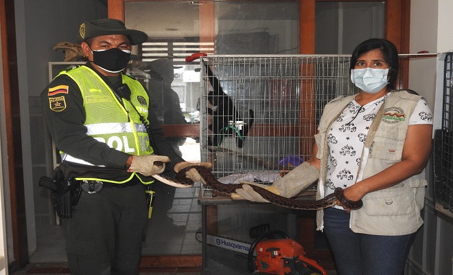 RESCATAMOS ESPECIES VIVAS EN VÍA PÚBLICA, EN EL BARRIO JOSÉ MARÍA HERNÁNDEZ Y DEL SECTOR DE LOS KILÓMETROS RESCATAMOS ESPECIES VIVAS EN VÍA PÚBLICA, EN EL BARRIO JOSÉ MARÍA HERNÁNDEZ Y DEL SECTOR DE LOS KILÓMETROS