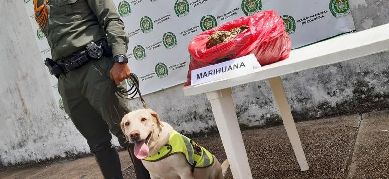POLICÍA EN LETICIA INCAUTA 4.5 KILOS DE MARIHUANA EN EL AEROPUERTO ALFREDO VÁSQUEZ COBO POLICÍA EN LETICIA INCAUTA 4.5 KILOS DE MARIHUANA EN EL AEROPUERTO ALFREDO VÁSQUEZ COBO