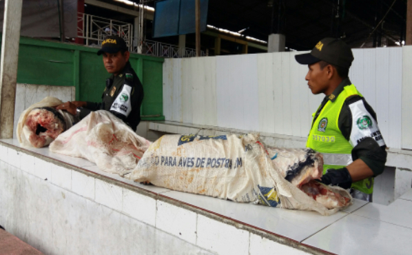 Incautado Pirarucu en la plaza de mercado Incautado Pirarucu en la plaza de mercado