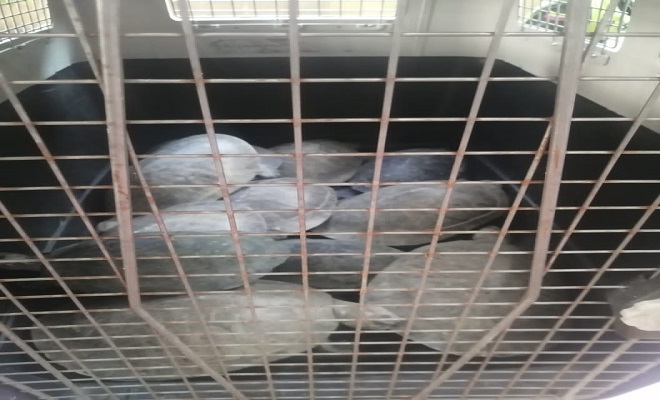 CAPTURADOS DOS EXTRANJEROS POR EL DELITO DE APROVECHAMIENTO ILÍCITO DE LOS RECURSOS NATURALES RENOVABLES EN LETICIA 