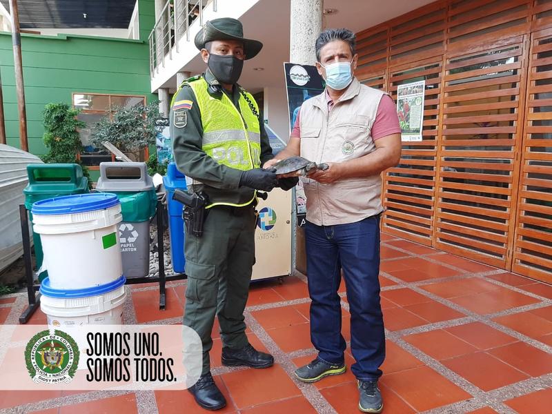 SEGUIMOS RESCATANDO LA FAUNA SILVESTRE DEL TRÁFICO DE ESPECIES EN EL AMAZONAS SEGUIMOS RESCATANDO LA FAUNA SILVESTRE DEL TRÁFICO DE ESPECIES EN EL AMAZONAS