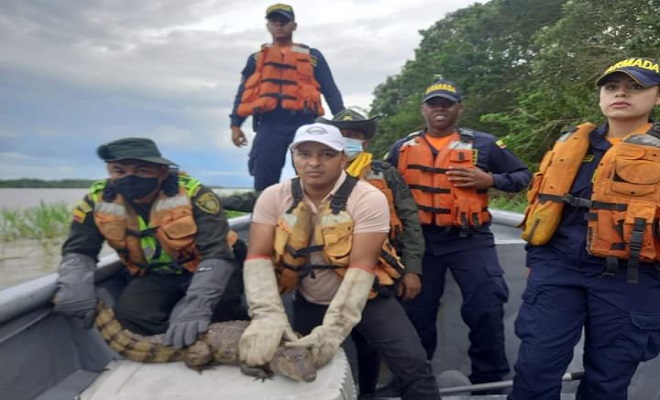 EXITOSA LIBERACIÓN DE UNA BABILLA SOBRE AGUAS DEL RIO AMAZONAS EXITOSA LIBERACIÓN DE UNA BABILLA SOBRE AGUAS DEL RIO AMAZONAS