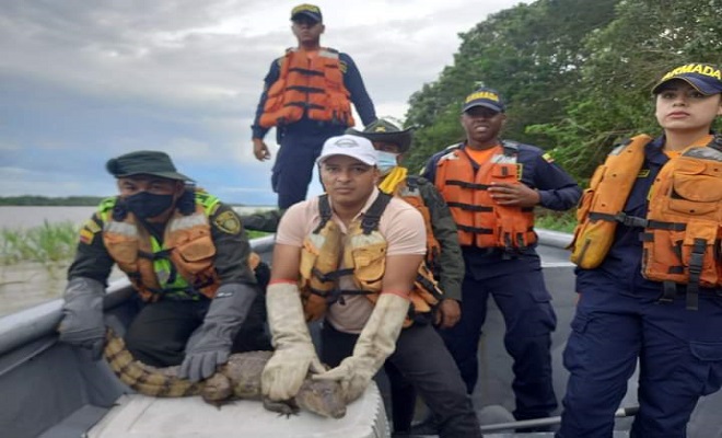 EXITOSA LIBERACIÓN DE UNA BABILLA SOBRE AGUAS DEL RIO AMAZONAS