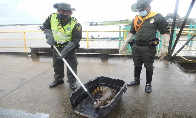 EXITOSA LIBERACIÓN DE UNA BABILLA SOBRE AGUAS DEL RIO AMAZONAS