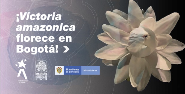 ¡Victoria amazonica florece en Bogotá!