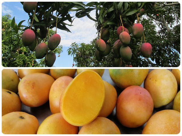 Colombia amplía el número de predios productores de mango para exportar a la Unión Europea