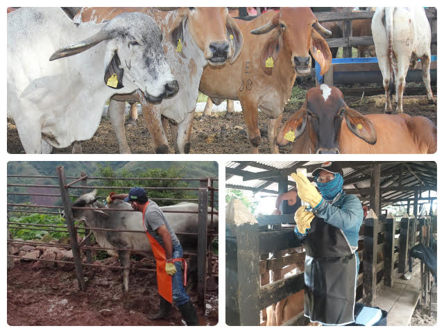 Ciclo contra aftosa fue exitoso e inmunizó 28,9 millones de bovinos en Colombia.