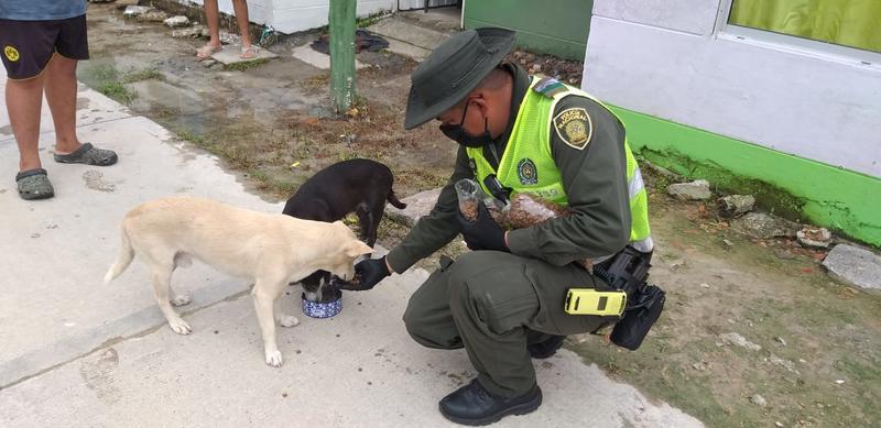 LA POLICIA NACIONAL SE COMPROMETE CON LOS ANIMALES EN CONDICIÓN DE CALLE DURANTE EL AISLAMIENTO OBLIGATORIO LA POLICIA NACIONAL SE COMPROMETE CON LOS ANIMALES EN CONDICIÓN DE CALLE DURANTE EL AISLAMIENTO OBLIGATORIO