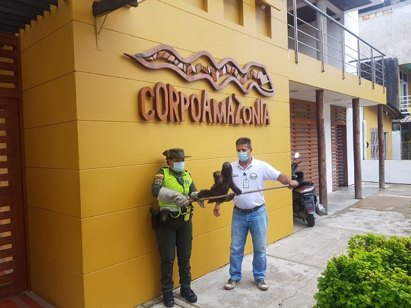 RESCATAMOS OSO PEREZOSO EN EL BARRIO VICTORIA REGIA DE LETICIA RESCATAMOS OSO PEREZOSO EN EL BARRIO VICTORIA REGIA DE LETICIA