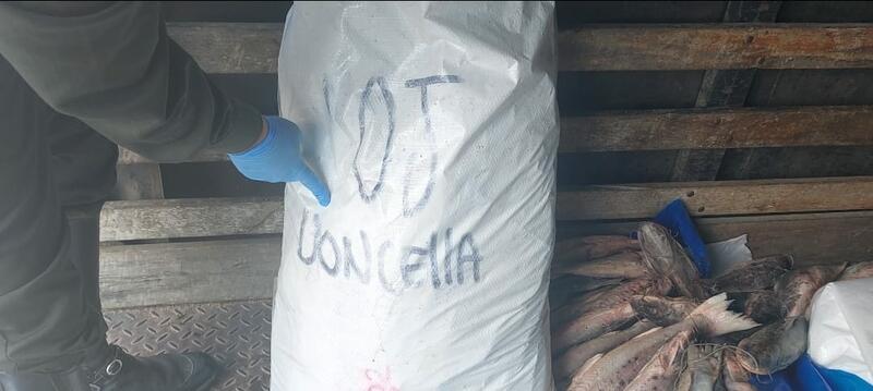MÁS DE 3 TONELADAS DE PESCADO DE LA ESPECIE MOTA, FUERON HALLADOS EN OPERATIVO DE LA POLICÍA EN AMAZONAS