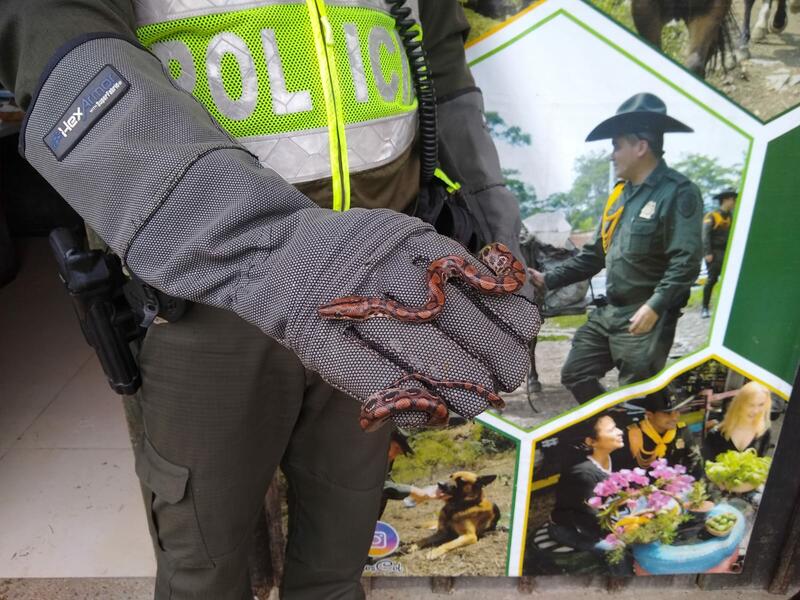 YA VAN DOS MAMÍFEROS DE LA ESPECIE "PEREZOSO", QUE SON RESCATADOS POR LA POLICÍA AMBIENTAL