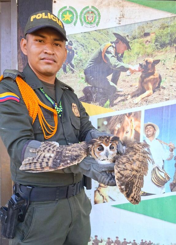 Recuperación de fauna silvestre en Leticia gracias a la oportuna colaboración ciudadana