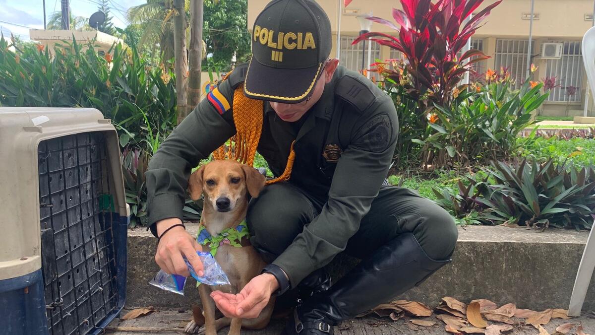 La policia nacional en el amazonas realizó una Brigada veterinaria en el municipio de Leticia 