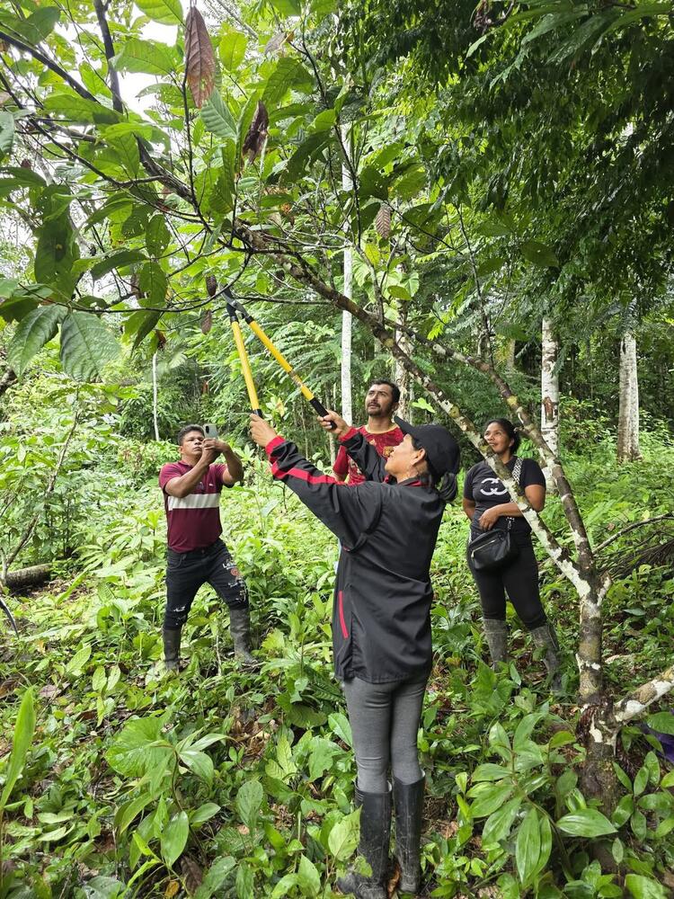Escuelas de Campo para Agricultores fortalecen la productividad y el aprendizaje en el Amazonas