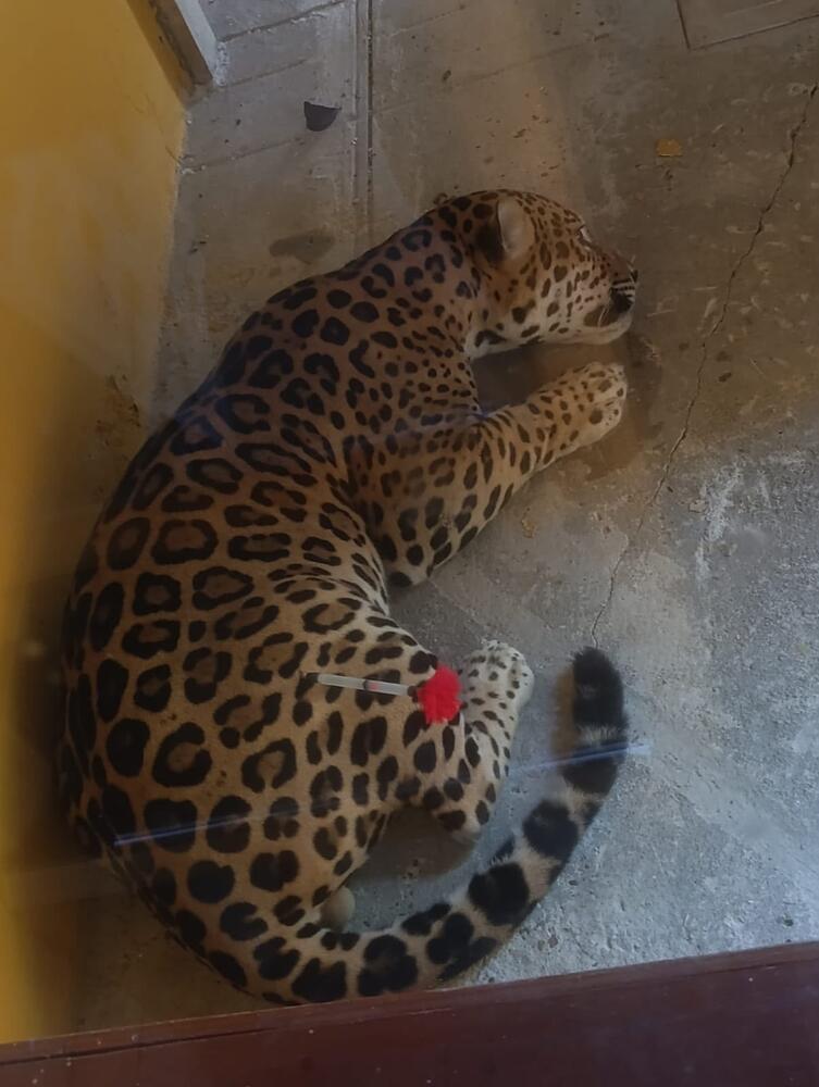 Rescate exitoso de un jaguar en Leticia