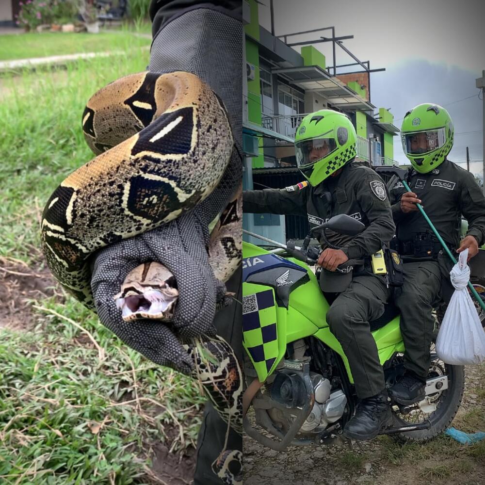 Policía Nacional recuperó una boa constrictor en el barrio Victoria Regia de Leticia