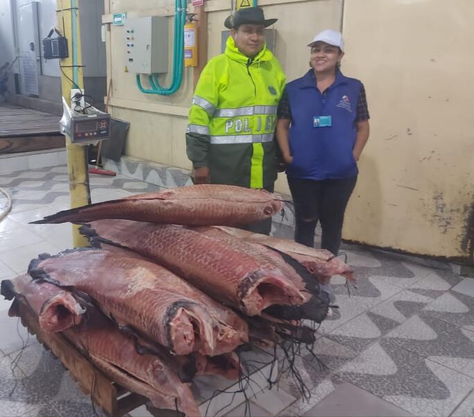 MÁS DE 236KG DE PESCADO DE LA ESPECIE PIRARUCÚ, FUERON INCAUTADOS POR NO CUMPLIR CON LA TALLA MÍNIMA