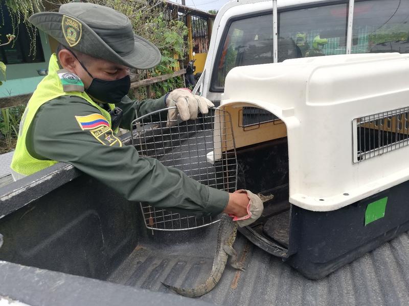 ’’SOMOS UNOS, SOMOS TODOS” RESCATANDO ESPECIES DE NUESTRA FAUNA SILVESTRE ’’SOMOS UNOS, SOMOS TODOS” RESCATANDO ESPECIES DE NUESTRA FAUNA SILVESTRE