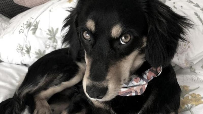 Muerte de perro Mambo en Nilo será investigada por la Fiscalía