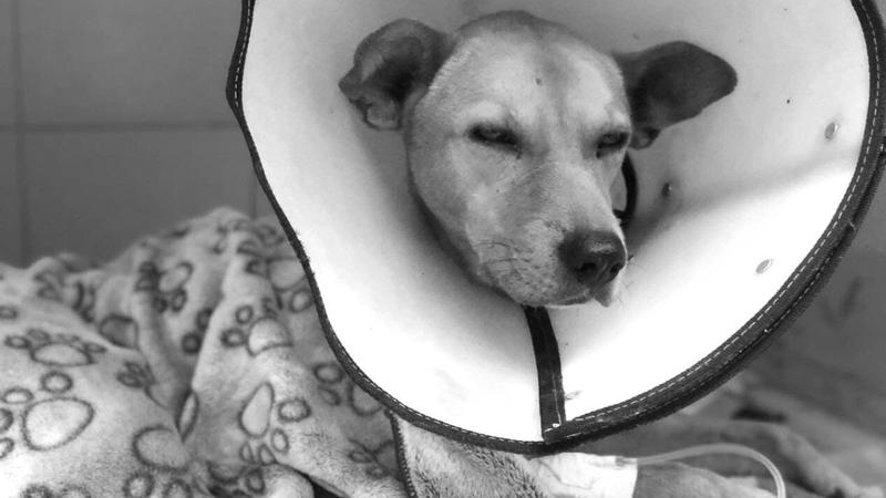 Aquiles, el perrito que falleció tras ser abusado sexualmente Aquiles, el perrito que falleció tras ser abusado sexualmente