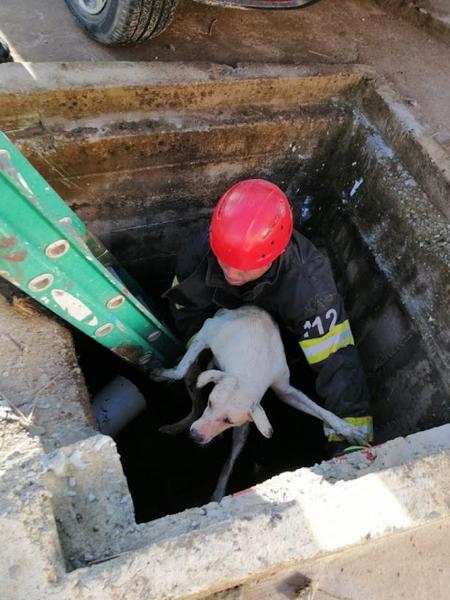 Bombeiros militares resgatam cachorro preso em um bueiro